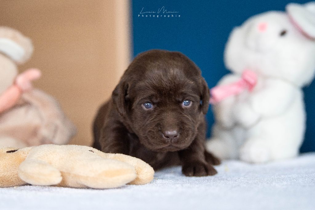 Hunting Friend - Chiots disponibles - Labrador Retriever