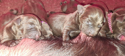 CHIOT 4