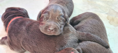 femelle choco collier rose