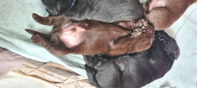 mâle noir collier bleu