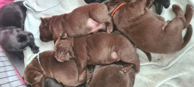 femelle choco collier rose pâle