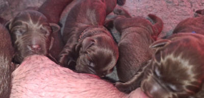 Chiot N°1