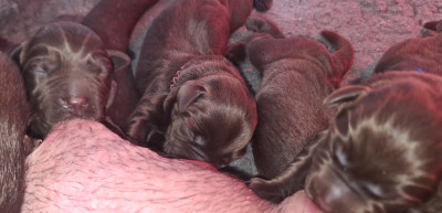 Chiot N°2