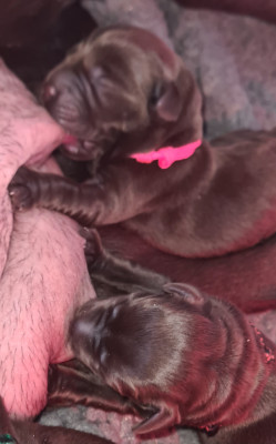Chiot N°3