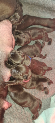 Chiot N°4