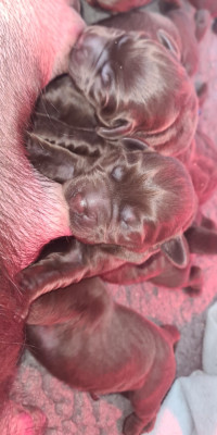 Chiot N°6
