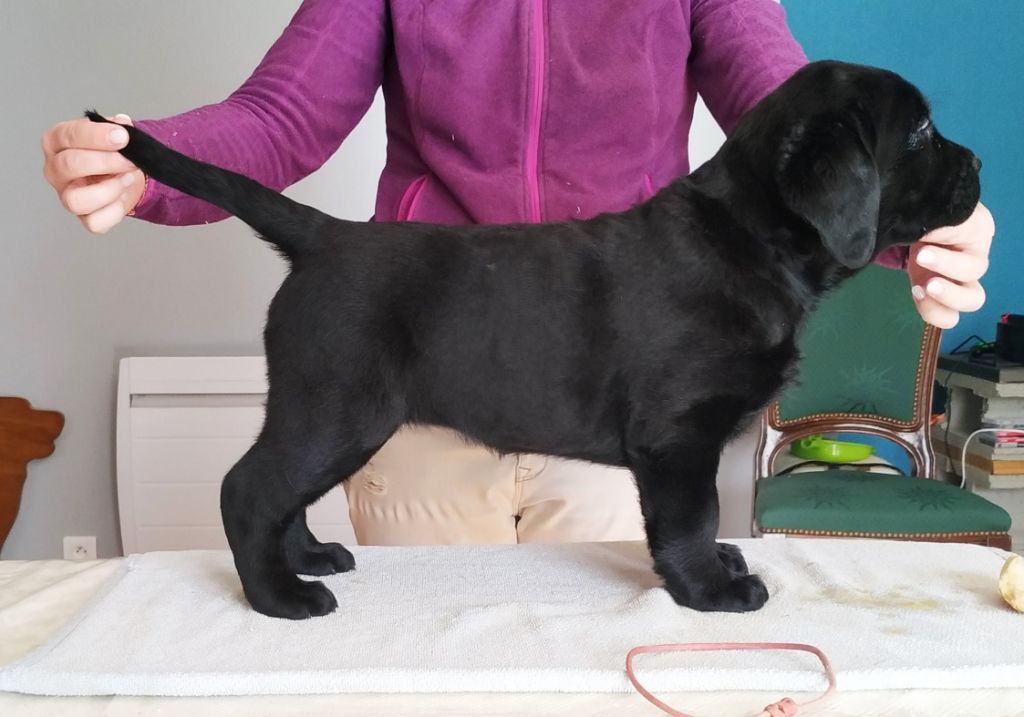 CHIOT