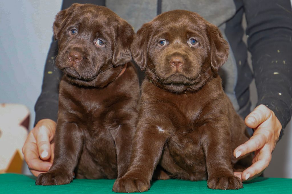 CHIOT