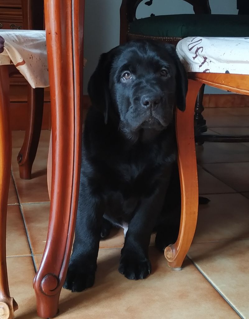 CHIOT