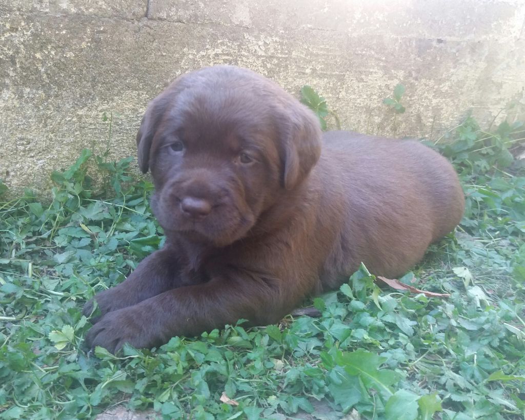 CHIOT