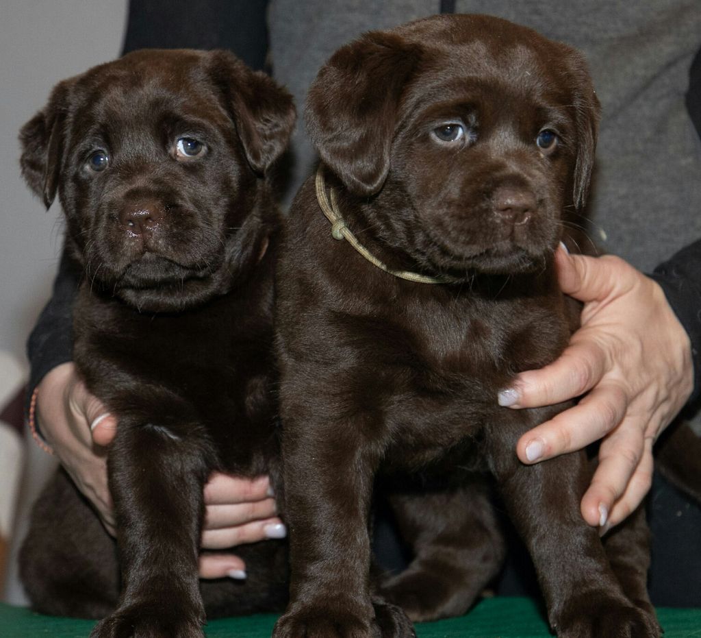 CHIOT