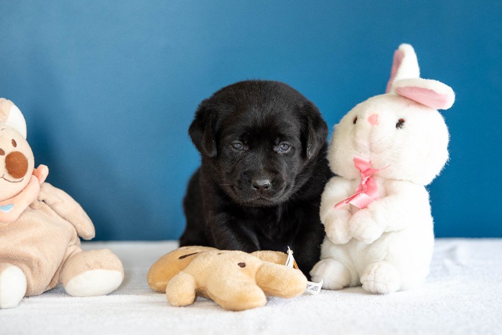 Hunting Friend - Chiots disponibles - Labrador Retriever