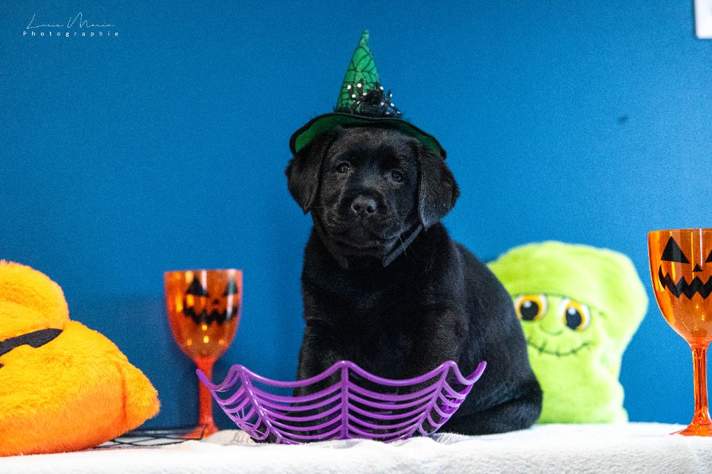 Hunting Friend - Labrador Retriever - Portée née le 26/08/2025