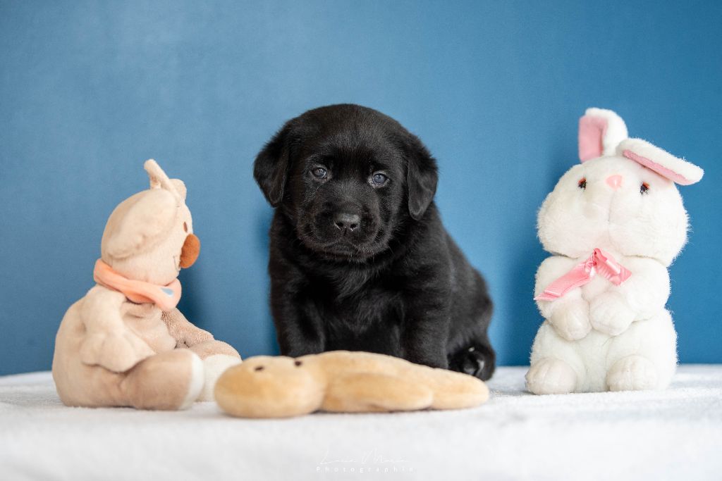 Hunting Friend - Chiots disponibles - Labrador Retriever