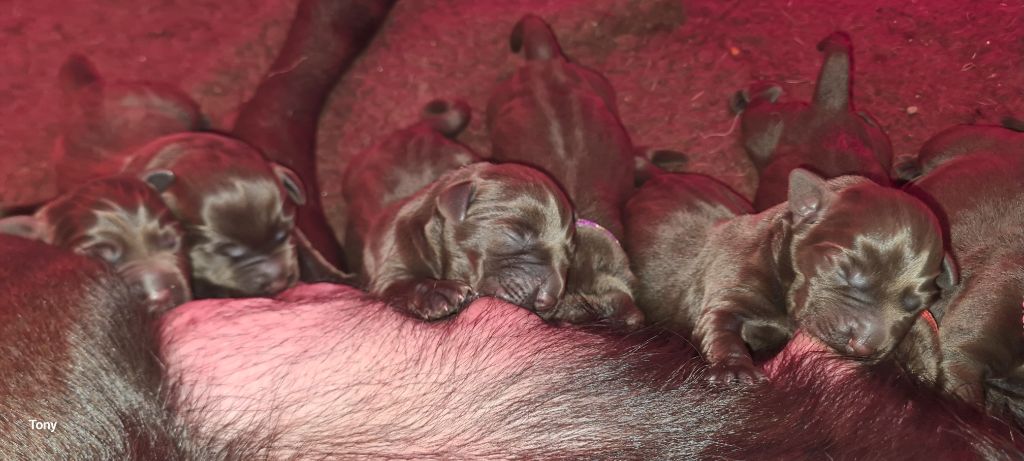 Hunting Friend - Chiots disponibles - Labrador Retriever