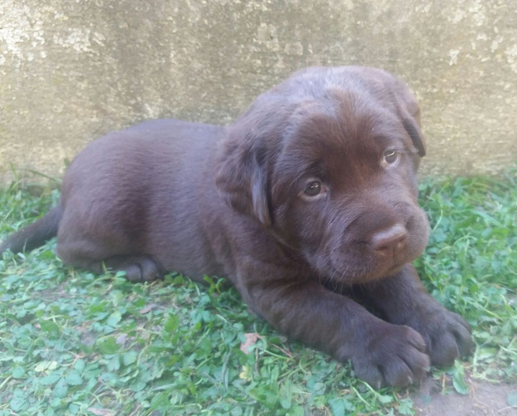 CHIOT